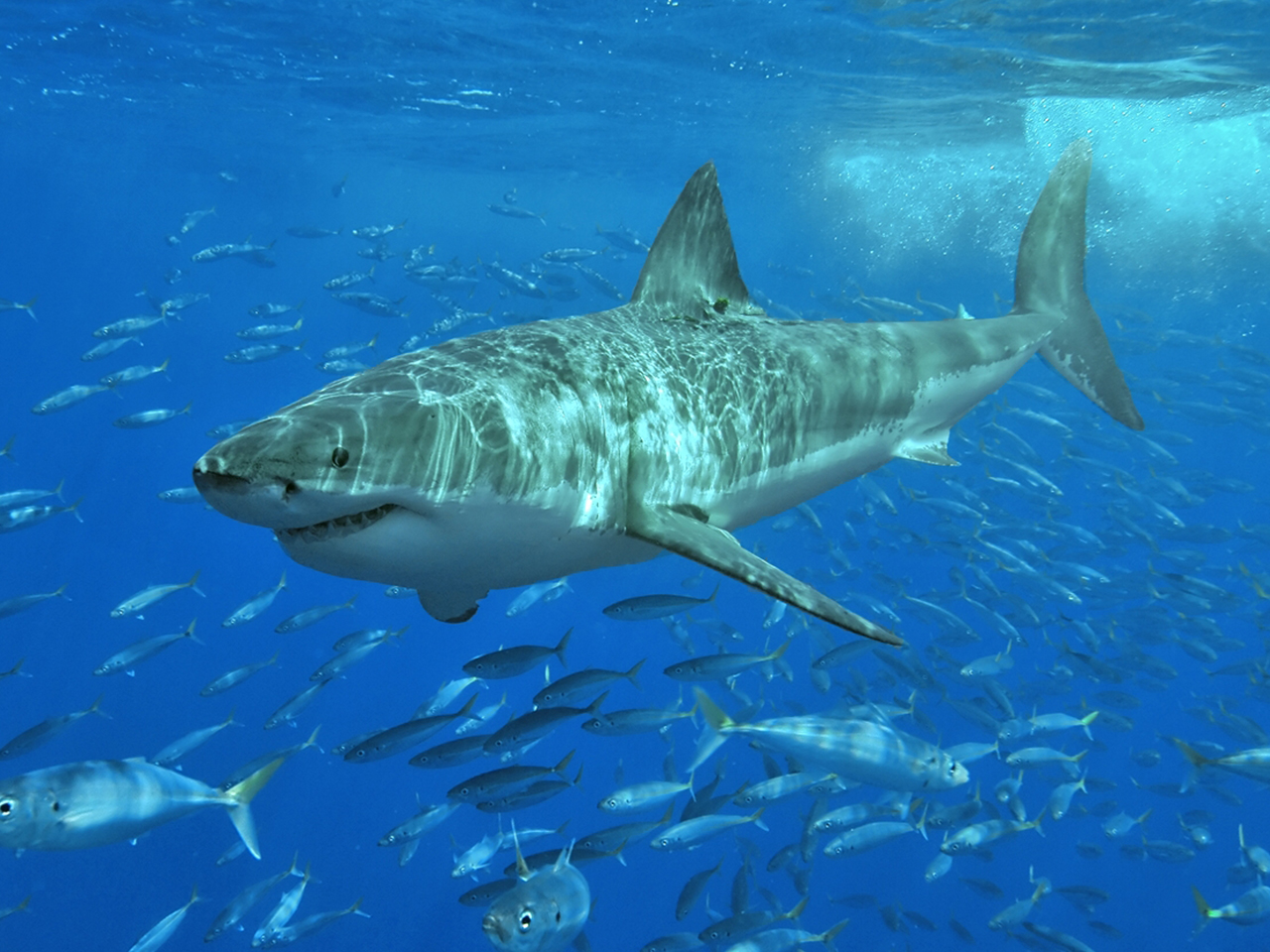 Shark